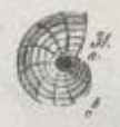 Peneroplis dorbignii Roemer, 1839