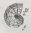 Peneroplis dorbignii Roemer, 1839 Peneroplis dorbignii Roemer, 1839