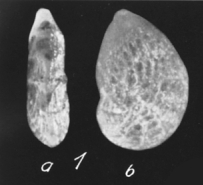 Lenticulina dorbignyi (Roemer, 1839) Lenticulina dorbignyi (Roemer, 1839)