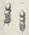Cristellaria aculeata var. marginulinoides Goës, 1896
