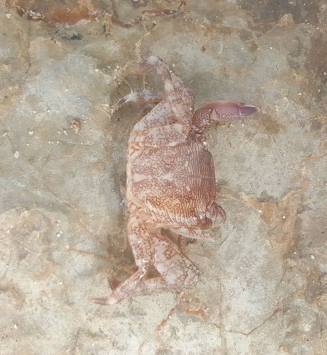 Pachygrapsus marmoratus, Fig.2