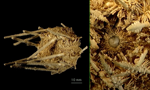 Ctenocidaris perrieri Ctenocidaris perrieri