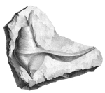 Chenopus Buchii Muenster, 1839