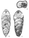 Omoloniella russiensis Karavaeva & Nestell, 2007