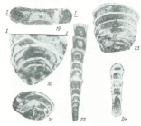 Reitlingeria vediensis Pronina in Kotlyar et al., 1989
