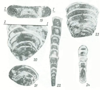 Reitlingeria vediensis Pronina in Kotlyar et al., 1989 Reitlingeria vediensis Pronina in Kotlyar et al., 1989