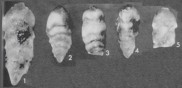Hillella marginodentata Palmieri, 1994 Hillella marginodentata Palmieri, 1994