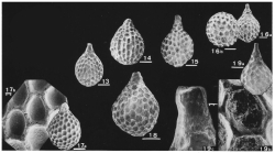 Conolagena argentina Malumián, Náñez & Caramés, 1991