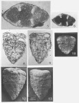 Septalingulina tetrasepta Yan & Norling, 1991