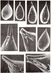 Delphinoidella rostrata Popescu, 1992