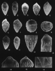 Neopleurostomella indica Srinivasan & Rai, 1992