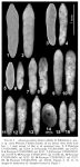 Chromista - Foraminifera (foraminifers)