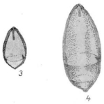 Chromista - Foraminifera (foraminifers)