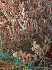 Salicornia fruticosa; Fig.1