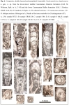 Nodocantabricus duplexmurus Rigaud & Schlagintweit, 2016