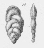 Vulvulina textilis Schwager, 1865