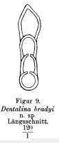 Dentalina bradyi Spandel, 1901 Dentalina bradyi Spandel, 1901