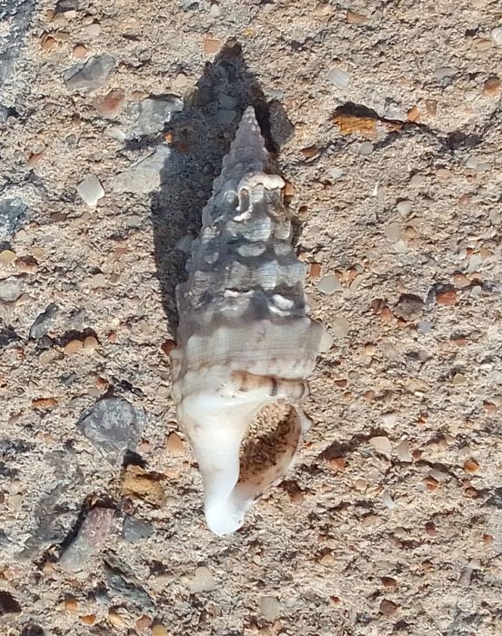 Cerithium vulgatum, Fig.1