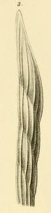 Vaginulina angustissima Reuss, 1863