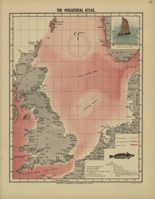 Olsen (1883, map 19)