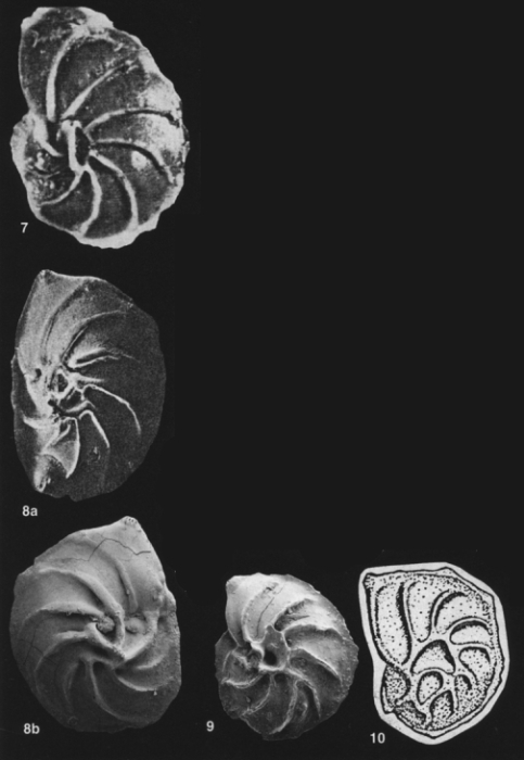 Grandifovea wisselmanni (Bettenstaedt, 1952) Grandifovea wisselmanni (Bettenstaedt, 1952)