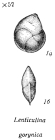 Lenticulina (Lenticulina) gorynica Fursenko & Fursenko, 1961