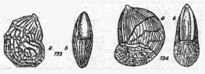 Lenticulina dorbignyi subsp. multireticulosa Bartenstein & Brand, 1951
