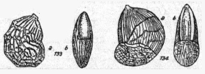 Lenticulina dorbignyi subsp. multireticulosa Bartenstein & Brand, 1951 Lenticulina dorbignyi subsp. multireticulosa Bartenstein & Brand, 1951