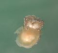 Scyphozoa (jelly fish)