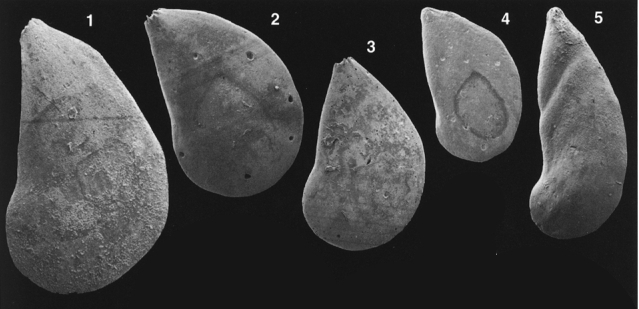 Lenticulina (Lenticulina) malzi Bartenstein, 1998