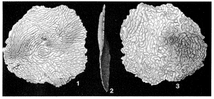 Planogypsina squamiformis (Chapman, 1901)
