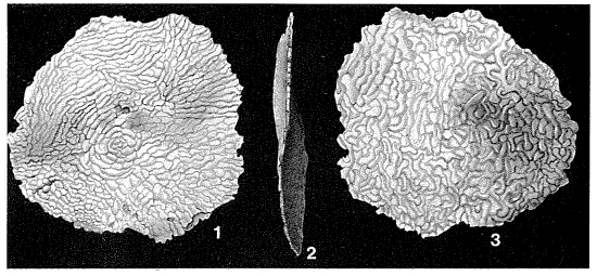 Planogypsina squamiformis (Chapman, 1901) Planogypsina squamiformis (Chapman, 1901)