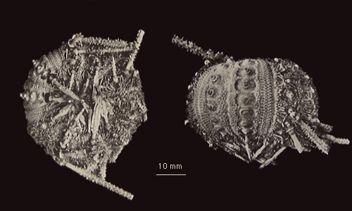 Ctenocidaris polyplax Ctenocidaris polyplax