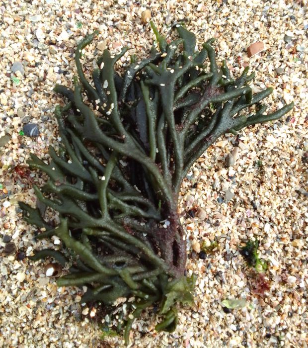 Codium, Fig.1 Codium, Fig.1