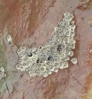 Chthamalidae, Fig.1