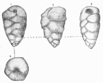 Chromista - Foraminifera (foraminifers)