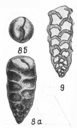Marssonella pseudocostata Antonova, 1964 Marssonella pseudocostata Antonova, 1964