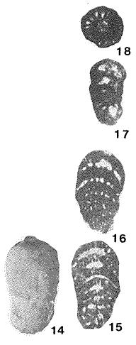 Bramkampella arabica Redmond, 1964