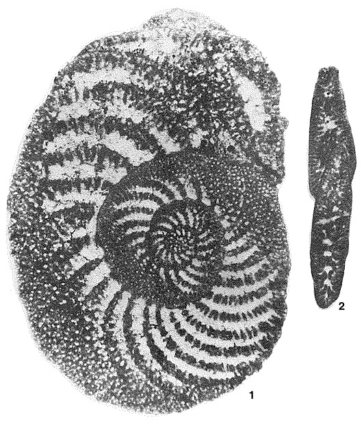 Choffatella decipiens Schlumberger, 1905
