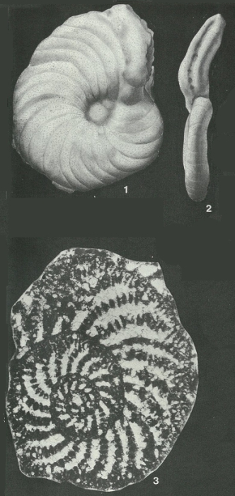 Choffatella decipiens Schlumberger, 1905 Choffatella decipiens Schlumberger, 1905