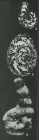 Pseudocyclammina lituus (Yokoyama, 1890)
