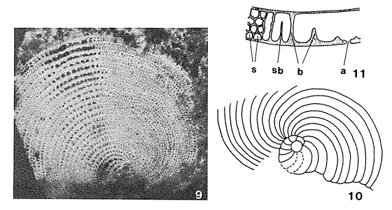 Broeckinella arabica Henson, 1948 Broeckinella arabica Henson, 1948