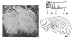 Chromista - Foraminifera (foraminifers)