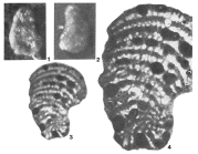 Dhrumella evoluta Redmond, 1965