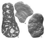 Torremiroella hispanica Brun & Canérot, 1979