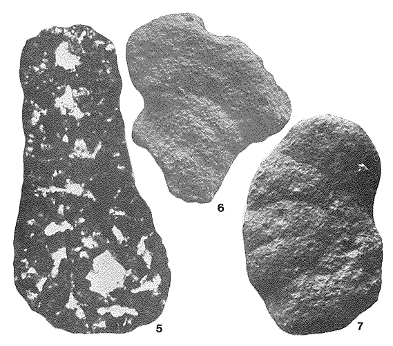 Torremiroella hispanica Brun & Canérot, 1979