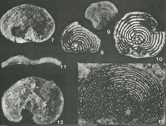 Montsechiana martiguae Aubert, Coustau & Gendrot, 1963 Montsechiana martiguae Aubert, Coustau & Gendrot, 1963