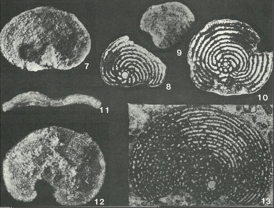 Montsechiana martiguae Aubert, Coustau & Gendrot, 1963