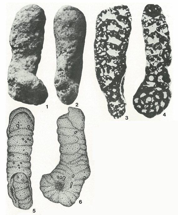 Ecougella campiloides Arnaud-Vanneau, 1980 Ecougella campiloides Arnaud-Vanneau, 1980