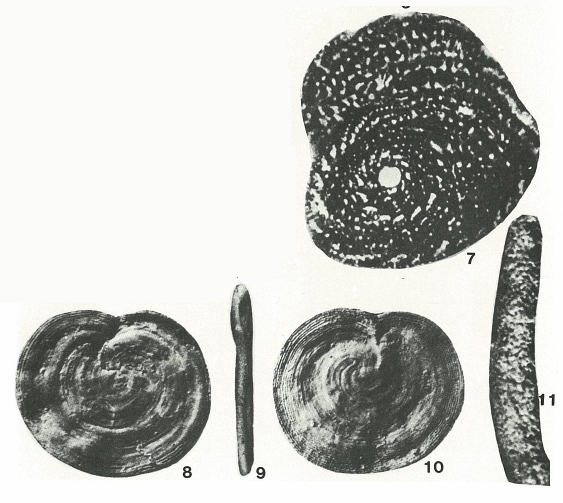 Anchispirocyclina lusitanica (Egger, 1902)